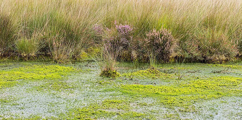Sphagnum Moss